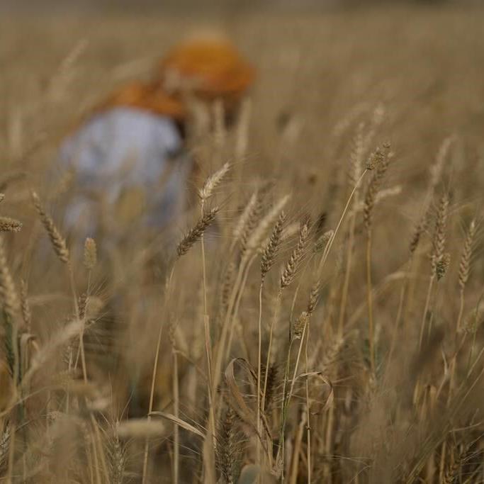 India's heat is underestimated, harming progress, study says